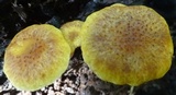 Gymnopilus aeruginosus image