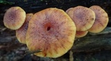 Gymnopilus aeruginosus image