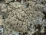 Trapeliopsis glaucopholis image