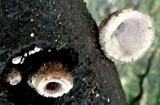 Auricularia nigricans image