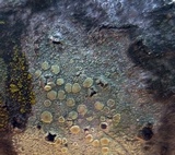 Lecanora strobilina image