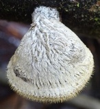Auricularia nigricans image