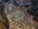 Lecanora strobilina image