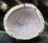 Auricularia nigricans image