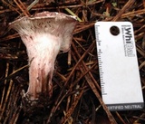 Hygrophorus purpurascens image
