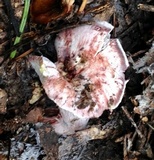 Hygrophorus purpurascens image