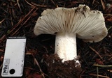 Tricholoma vernaticum image
