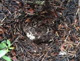 Tricholoma vernaticum image