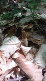 Morchella diminutiva image