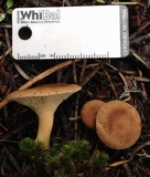 Clitocybe squamulosa image