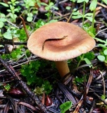 Clitocybe squamulosa image