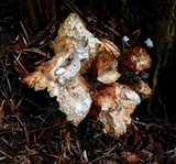 Bondarzewia occidentalis image