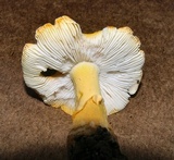 Amanita flavorubens image