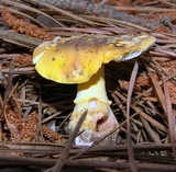 Amanita flavorubens image