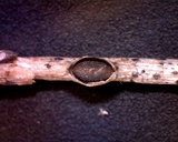 Lophodermium melaleucum image