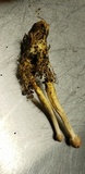 Ophiocordyceps heteropoda image