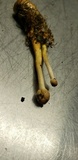 Ophiocordyceps heteropoda image