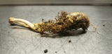Ophiocordyceps heteropoda image