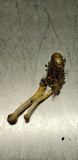 Ophiocordyceps heteropoda image