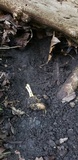 Ophiocordyceps heteropoda image