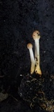 Ophiocordyceps heteropoda image