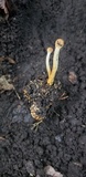 Ophiocordyceps heteropoda image
