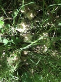 Calocybe gambosa image