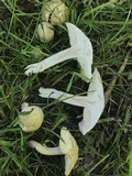 Calocybe gambosa image