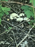 Calocybe gambosa image