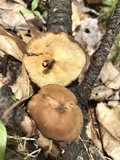 Polyporus brumalis image