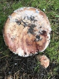 Amanita cruentilemurum image