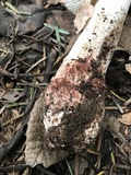 Amanita cruentilemurum image