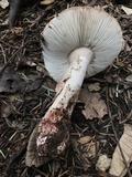 Amanita cruentilemurum image