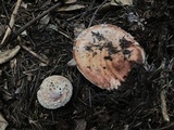 Amanita cruentilemurum image