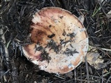 Amanita cruentilemurum image