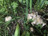 Calocybe gambosa image