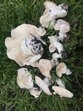 Calocybe gambosa image