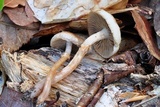 Kuehneromyces marginellus image
