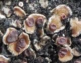 Psora pseudorussellii image