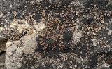 Psora pseudorussellii image