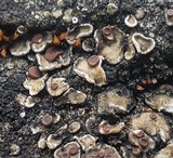 Psora pseudorussellii image