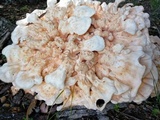 Laetiporus cincinnatus image
