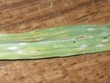 Blumeria graminis image