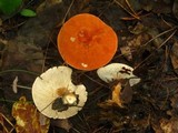 Cystodermella cinnabarina image