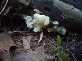 Ductifera pululahuana image