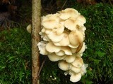 Clitocybula abundans image