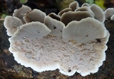 Bjerkandera adusta image