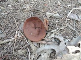 Discina ancilis image