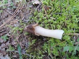 Verpa conica image