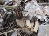 Morchella septentrionalis image